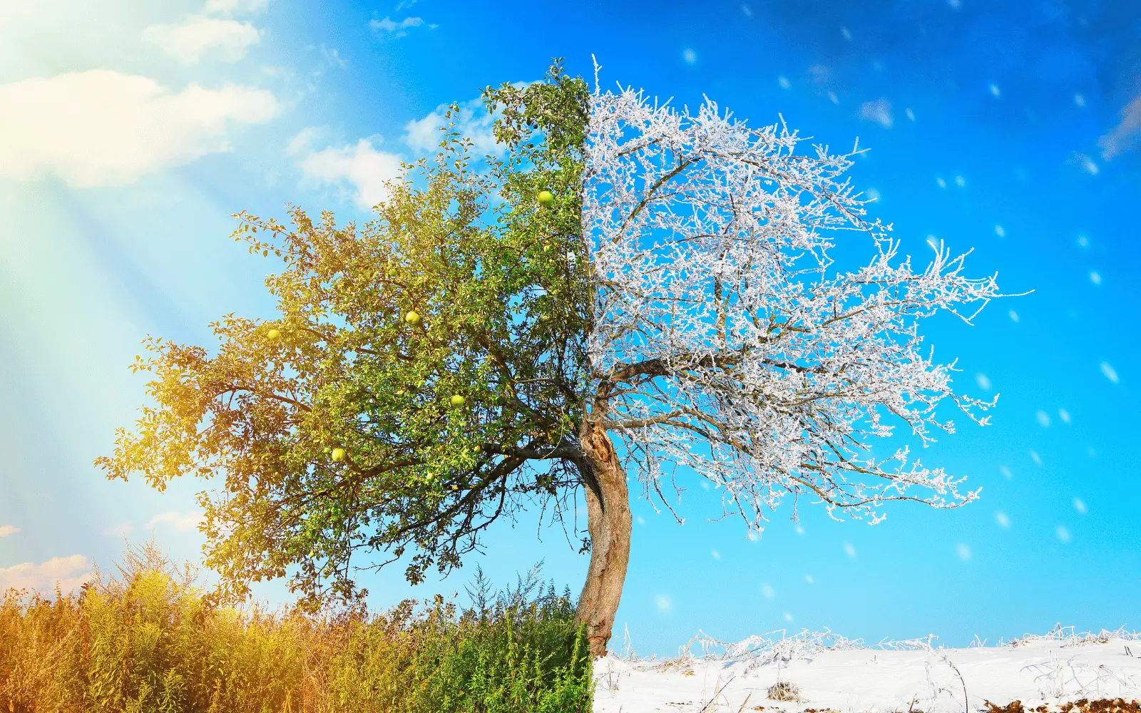 Summer vs Winter: When Is the Best Time for Your Emissions Test?